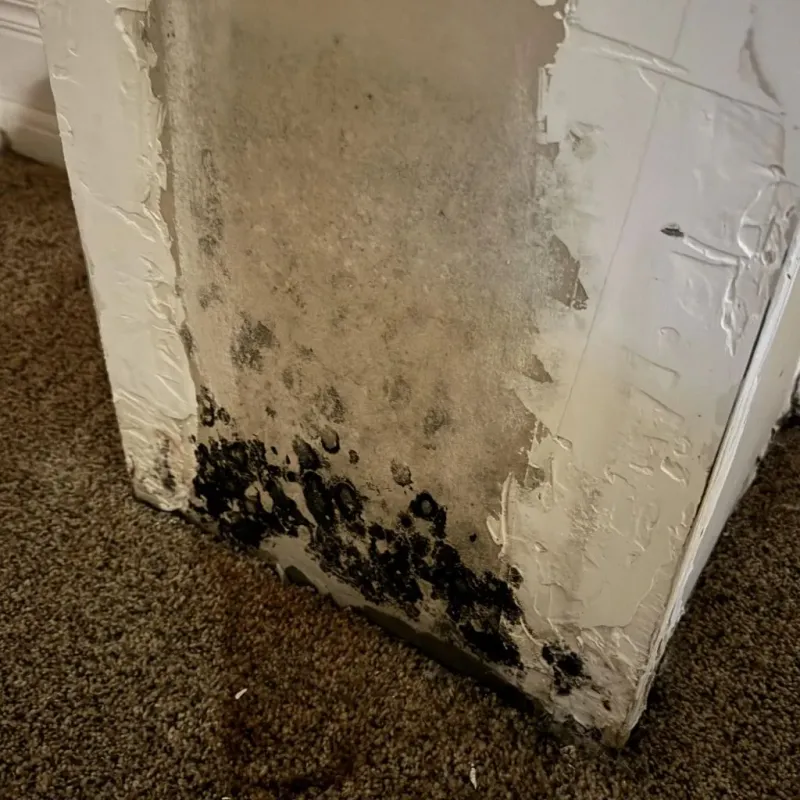 Professional Mold Removal in Sebastopol, CA